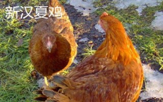 蛋的品種，最常見(jiàn)的種類(lèi)是雞蛋