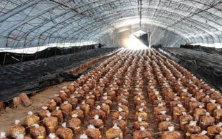 桑黃的種植技術(shù)，最佳的出菇溫度在25-30℃之間