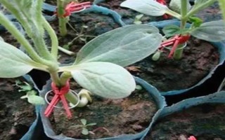 西瓜的嫁接砧木要注意什么，需具備抗病能力、適應(yīng)能力與親和性