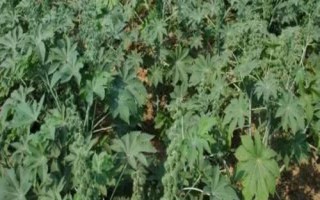 種植一畝蓖麻的純收入，一般為2000-5000元左右