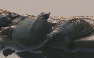 家里為什么不能養(yǎng)鱉，鱉的攻擊性比較強