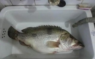 桂魚吃什么食物，主要以動(dòng)物性食物為主