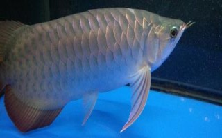 龍魚常見致病因素，可能是喂食方法不對(duì)或受驚等