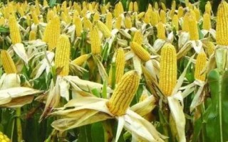 蠡玉156玉米種子特征特性，在中等以上肥力地塊種植