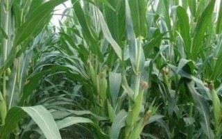 鏡泊湖綠單6號(hào)玉米種子特點(diǎn)，普通玉米品種
