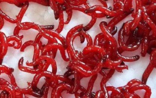 初冬釣魚(yú)適合用蚯蚓還是紅蟲(chóng)，氣溫偏低時(shí)用紅蟲(chóng)更合適