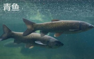 鲅魚和青魚的區(qū)別，科屬分類、形態(tài)特征、棲息環(huán)境均不同