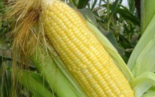 吉單439玉米種簡(jiǎn)介，中抗大斑病