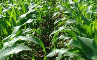 金穗18玉米種子特征特性，中抗彎孢菌葉斑病和青枯病