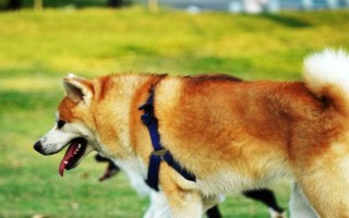 狗狗咳血怎么急救，先讓它靜臥休息再送到醫(yī)院診治