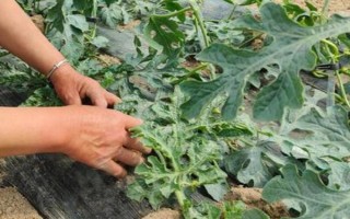 西瓜整枝打杈留瓜的方法，留瓜通常選擇在第二、三雌花處