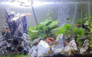 魚入缸幾天放硝化細(xì)菌，先養(yǎng)水再放魚