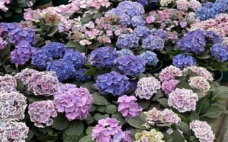 冬季室外養(yǎng)花暖棚的注意事項(xiàng)，防止直接用自來水澆花