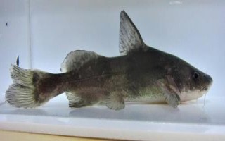 江團魚是什么魚，是底棲性魚類