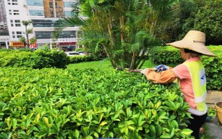鐵樹(shù)冬季要搬室內(nèi)嗎，低于0℃時(shí)需要搬進(jìn)室內(nèi)