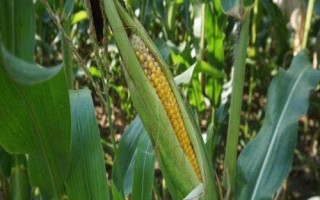黃羊168玉米種子介紹，4月中旬播種