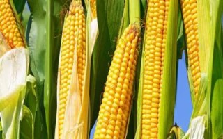 陜科6號玉米種子介紹，兩年區(qū)試平均生育期116天