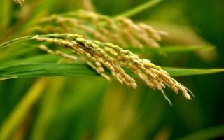 隆晶優(yōu)1號水稻種子簡介，全生育期127.6天