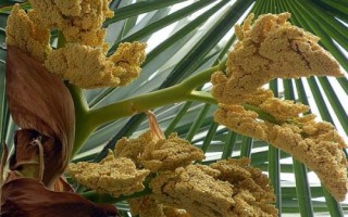 棕樹花可以吃嗎，可以吃但是部分人對其過敏