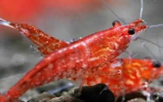 櫻花蝦多久繁殖一次，取決于養(yǎng)殖環(huán)境是否適宜