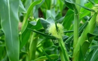 德白糯1號玉米種子介紹，在中上等肥力地塊種植