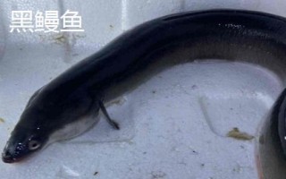 黑鰻魚和黃鰻魚的區(qū)別，顏色存在明顯差異