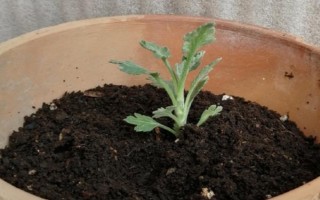 多頭小菊的種植方法，可選擇在春秋兩季進行