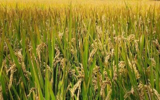 忠優(yōu)480水稻種子特點(diǎn)，該品種屬中秈早熟三系雜交水稻