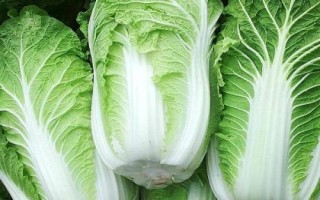 常見(jiàn)的十字花科作物，包括蘿卜、白菜、芥菜等品種