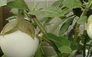 怎么種植蛋樹，浸種晾曬后再播種