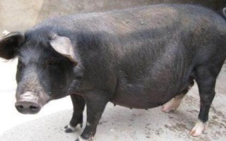 黑豬有多少個(gè)品種，常見的有萊蕪黑豬、太湖豬等