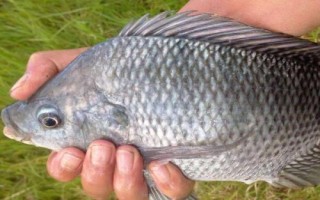 羅非魚開口吃餌的時(shí)期，氣壓驟升或連續(xù)升高的天氣更容易開口