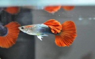 孔雀魚趴在缸底不動(dòng)的原因及解決辦法，水溫、環(huán)境或者疾病都有可能
