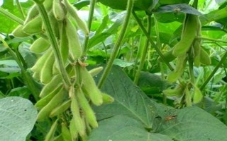 中黃58（中作06-39）大豆品種簡(jiǎn)介，種植密度每畝3-5萬(wàn)株