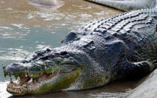 鱷魚是什么動物，是一種脊椎類爬行肉食動物