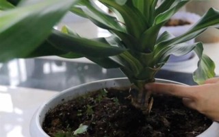 盆栽巴西木要注意什么，早春要更換盆土