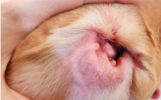犬貓耳的撕裂創(chuàng)臨床癥狀，會出現(xiàn)軟骨組織損傷