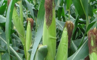 洛玉612玉米種子特征特性，夏播生育期100-107天