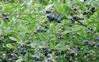 藍(lán)莓的種植氣候條件，一天需要6-16小時(shí)左右的光照