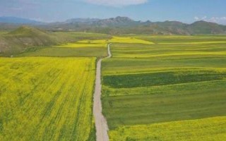 金諾麥2號(hào)小麥種子特征特性，適宜播期10月5～15日