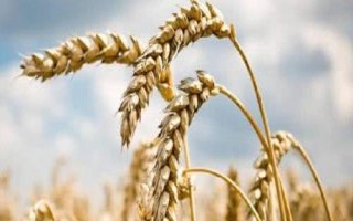 宛1390小麥品種簡介，適宜播種期10月上中旬