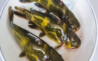 昂刺魚(yú)身上的黃色粘液有沒(méi)有害，可食用而且能夠入藥