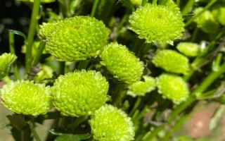 多頭小菊的種植方法，可選擇在春秋兩季進行