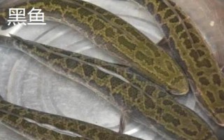 丸世魚鉤簡介，是“歪嘴鉤”