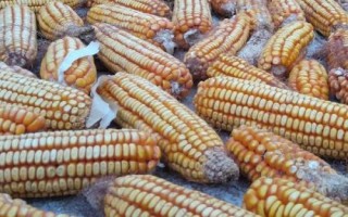 玉米曬干后能否用來打窩釣魚，可以垂釣但效果不如嫩玉米