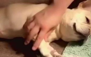 怎么幫狗狗按摩，分為頭部按摩、耳部按摩、背部按摩、肩部按摩等