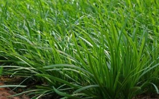 韭菜的種植技術(shù)，土壤解凍后到秋分可隨時播種