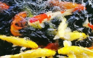 錦鯉不動(dòng)飄在水中的原因，可能已經(jīng)進(jìn)入睡眠狀態(tài)