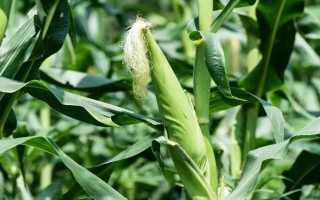 奧弗蘭甜玉米玉米品種的特性，秋植生育期69～71天
