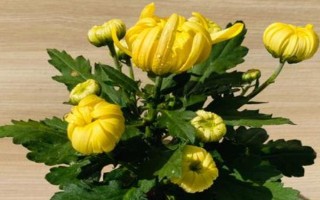 盆栽菊花如何養(yǎng)殖，夏季每天都澆一次水